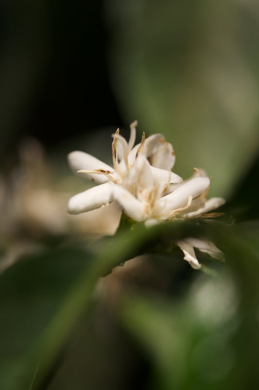 CAOBA